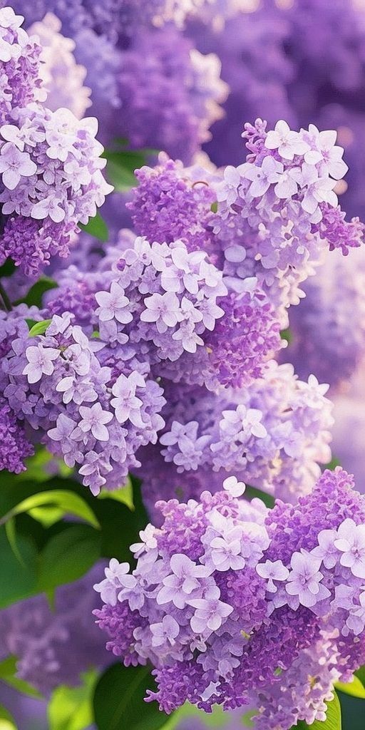 Ready-made candle refill - Lilac scent
