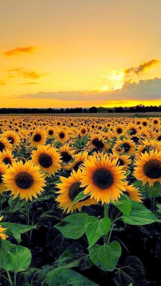 Ready-to-use candle refill - Sunflower scent