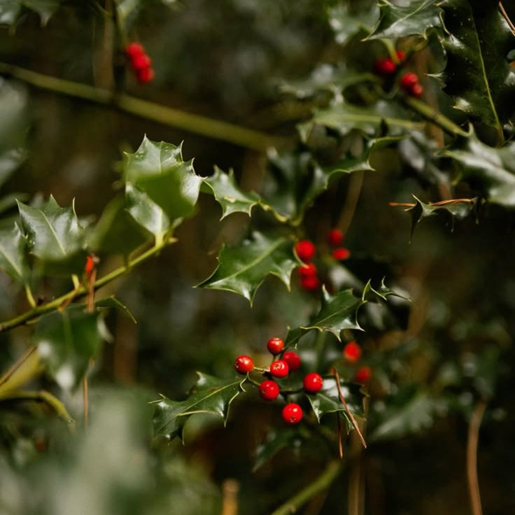 Έτοιμη επαναγέμιση κεριού Mistletoe