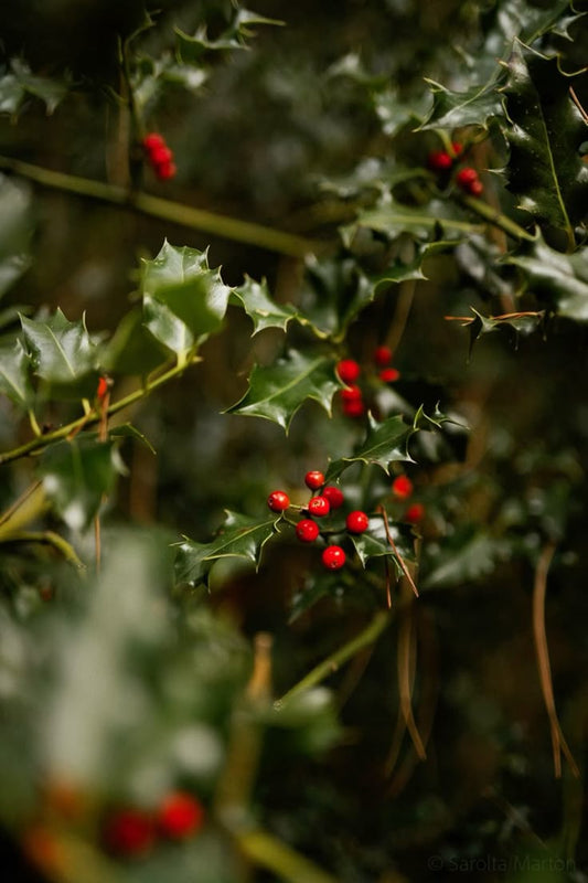 Έτοιμη επαναγέμιση κεριού Mistletoe