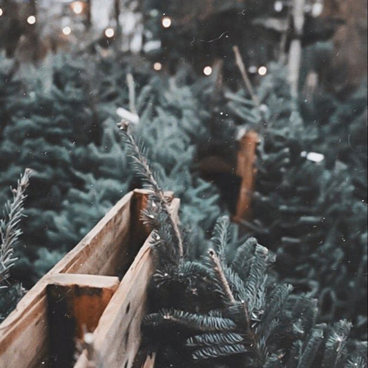 Έτοιμη επαναγέμιση κεριού- Άρωμα Έλατο